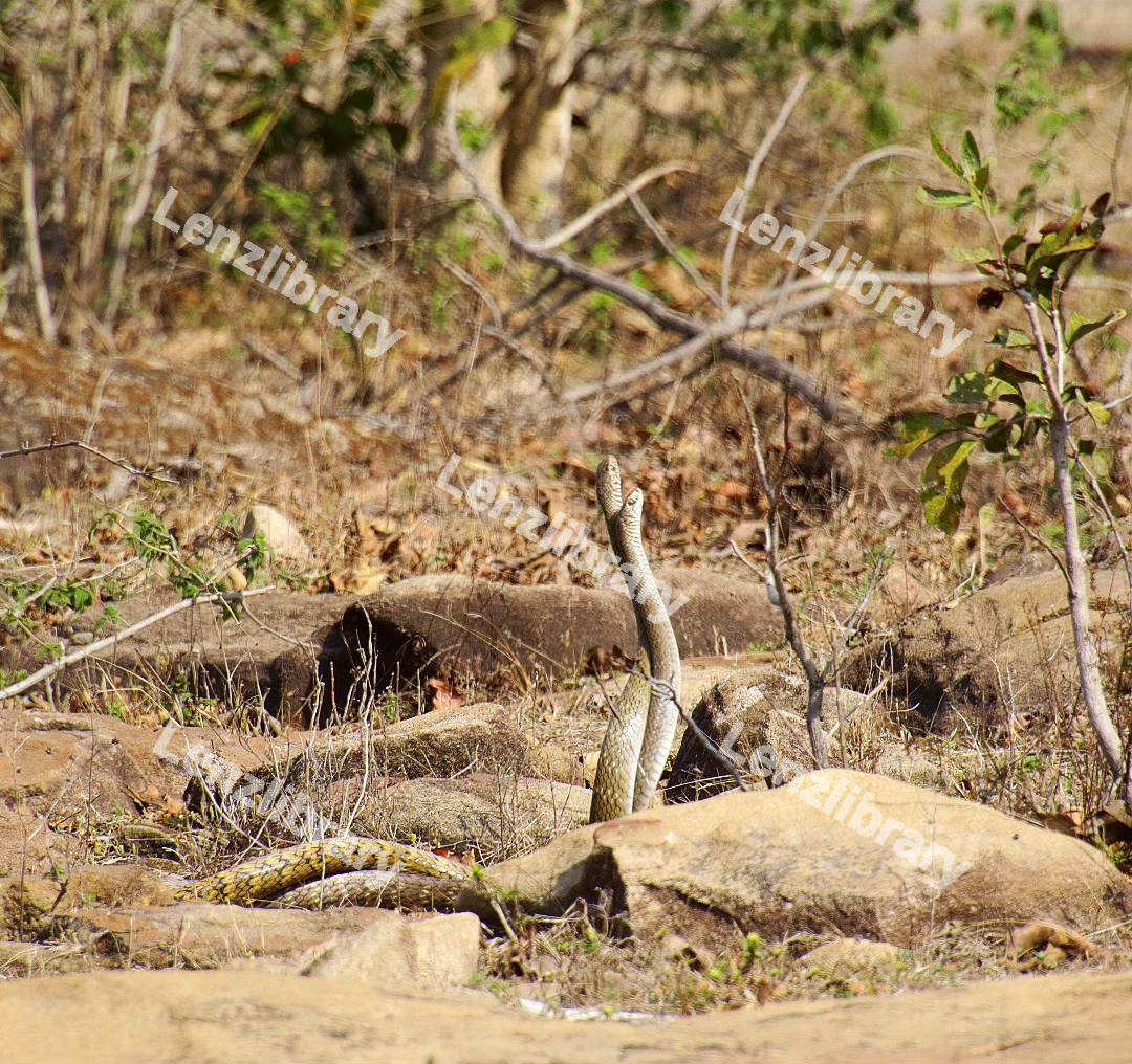 Two Cape cobras in the desert